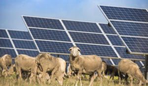 Renewable energy projects provide green shoots for Gippsland