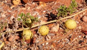 Invasive Australian weed beneficial for agriculture crops