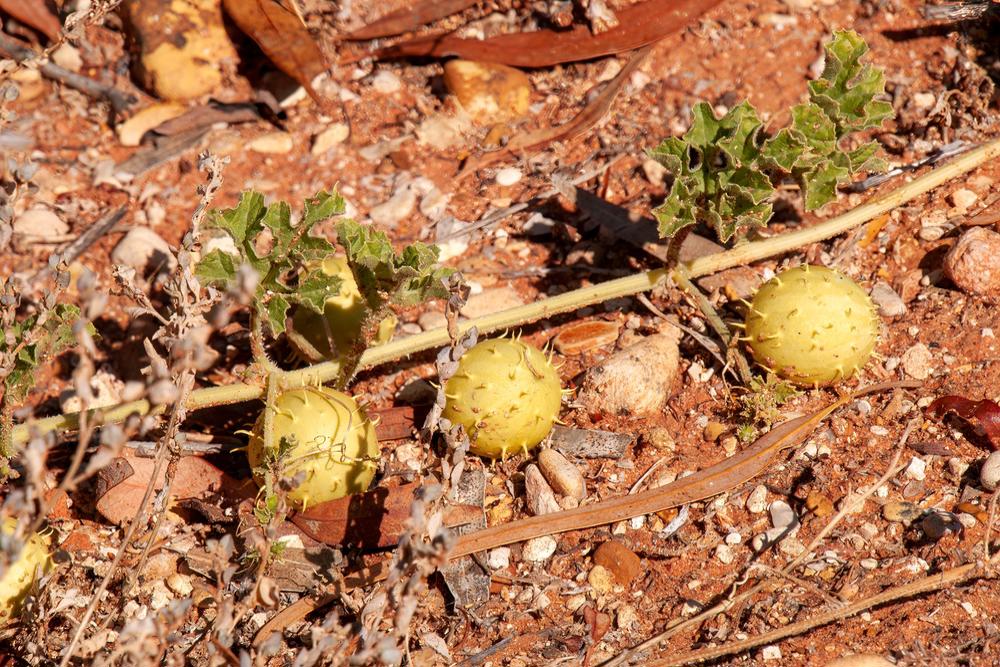 Invasive Australian weed beneficial for agriculture crops