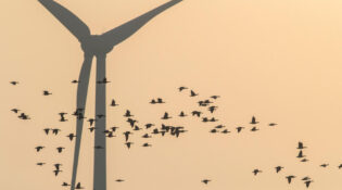 Australia’s seabirds face wind farm risks